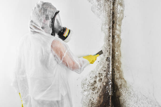Harrisburg, OR Mold Remediation Company