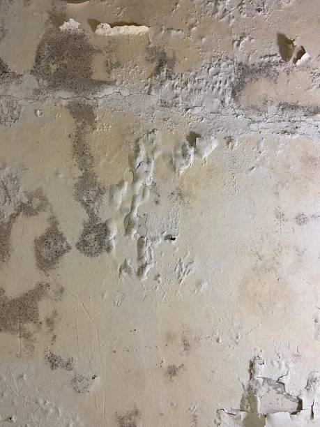 Best Black Mold Remediation in Harrisburg, OR